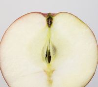 Roger Mcintosh æble